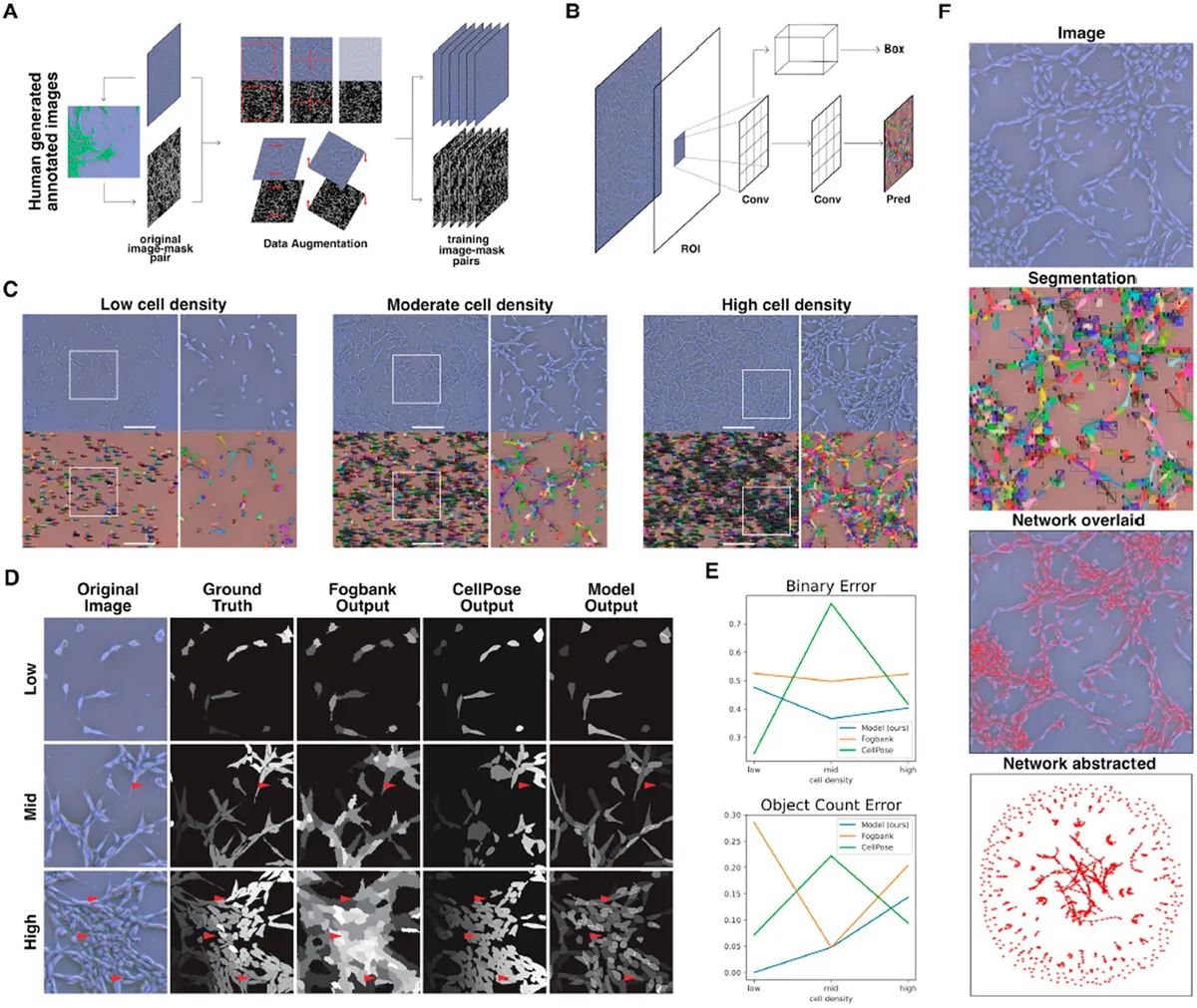Fig. 1. Instance segmentation of phase contrast images was performed using a convolutional neural net. (A) Training data were prepared in two steps: first, segments of phase contrast images were annotated manually, producing an original mask from an original image. Second, a series of random augmentations—rotation, shear, contrast, reflection and crop—were applied to each original image-mask pair to generate multiple augmented images-mask pairs from each original. The model was trained on the resulting augmented dataset. (B) The Mask RCNN architecture was trained and used to perform instance segmentation. This modular architecture uses a classifier to detect individual objects in an image and produces a binary mask for each. (C) Representative ground truth images and segmentation visuals for a range of cell densities. Individual cells are marked in the segmentation visuals with a unique color bounding box and mask overlay, as well as a classification confidence score (0.00–1.00). Scale bar is 500 microns. (D) We compared our model outputs against commonly used unsupervised and supervised segmentation methods Fogbank and CellPose. At mid- and high-cell density, the learned model demonstrated much higher accuracy at separating closely adjacent cells. Scale bar is 100 microns. (E) Our model shows consistently high performance across the full range of cell confluencies compared to both Fogbank and CellPose. (F) Image segmentations are used to obtain single-cell morphology and cell network topologies.