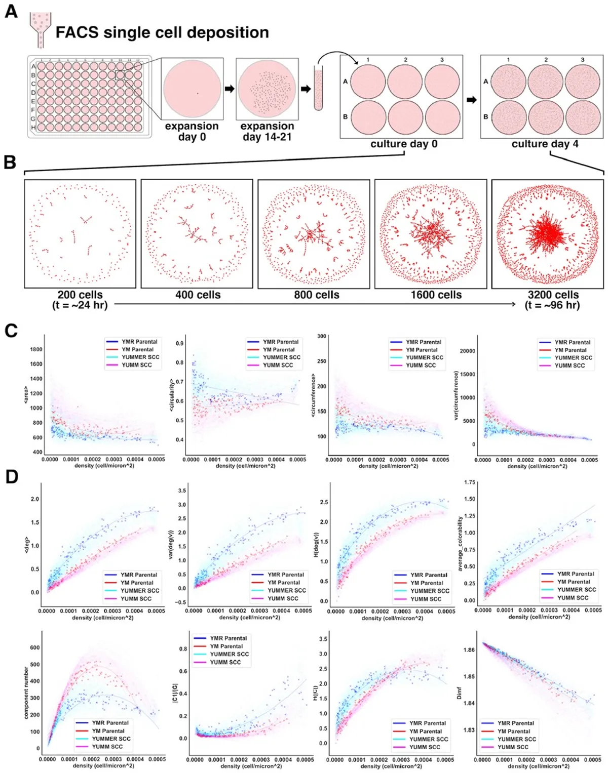 Fig. 2. One hundred thirty-six SCC lineages are characterized by single-cell morphology and cell network morphology over time. (A) Single-cell clone lines are obtained through FACS deposition of one cell into each well of a 96-well plate. Following an initial expansion period of 14–21 days, cell clones are trypsinized, suspended, and re-seeded at low density into wells of a 6-well plate. Cells expand and are imaged over the following 96 h. (B) Generated cell networks represent a typical growth pattern of a clone line over the second expansion period. (C and D) Cell shape properties (C) and network topology-derived properties (D) describe complex patterns of growth when plotted against cell density. Each point corresponds to a single image and contains data corresponding to the derived cell network and hundreds to thousands of cells. The collection of all data points from one clone over the course of a 4-day expansion period constitutes a unique morphological progression. Polynomial regression is used to fit curves to each clone morphological progression.