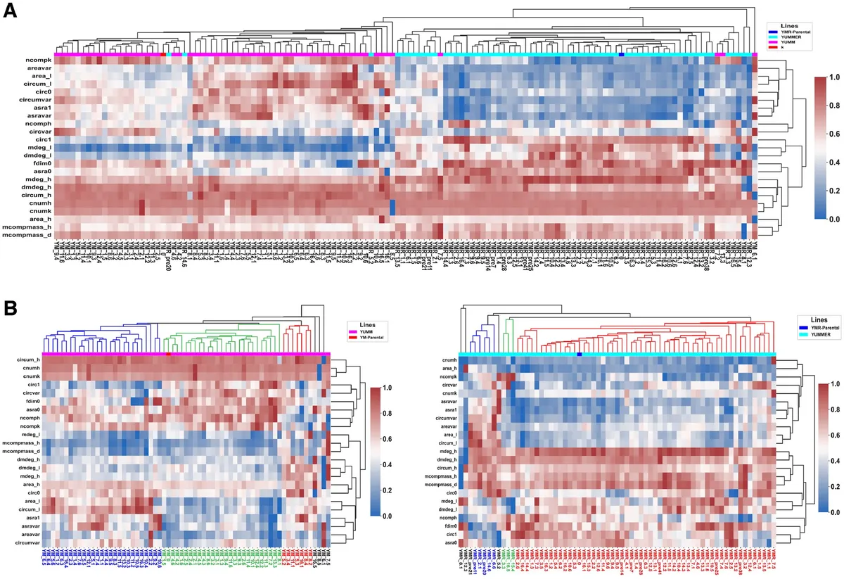 Fig. 3. Clustering of SCC lineages distinguishes between YM and YMR clones and identifies six morphological subclasses of interest. (A) Hierarchical clustering of the 136 clone lineages robustly distinguishes between YM-derived and YMR-derived clones. (B) Dividing the clones into their respective cell lines, further hierarchical clustering identifies six morphological subclasses, three within YM and three within YMR.