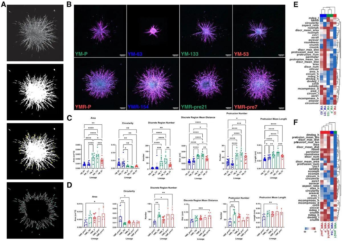 Fig. 4. 2D-derived morphological subclass predicts 3D spheroid invasiveness. (A) Spheroid shape and invasiveness are measured from projected, binarized, z-stacks. (B) Representative images of spheroids generated from parental and clonal lineages embedded in a 3D collagen gel show vast differences in cell migratory phenotype. F-actin (magenta, peripheral) and DNA (cyan, central) are labeled. Scale bar is 200 microns. (C and D) We compare the 3D shape and invasive behavior of subclass representative clones. Significant differences between spheroid shape (area, circularity) and invasion (protrusion and disseminated cell dynamics) exist between populations across subclasses. (*, **, ***, **** correspond to P < 0.05, 0.01, 0.001, 0.0001, respectively). (E and F) Repeating the hierarchical clustering from earlier now including 3D spheroid parameters alongside 2D cell shape and network topology parameters reiterates the clustering obtained from only 2D parameters.